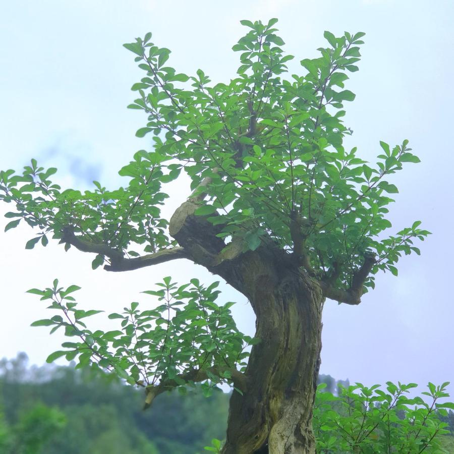 Alam Bali Lake View Bangli Buitenkant foto